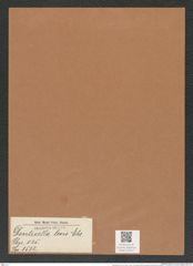 Denticella levis Ehr. (de-Toni-Nr.: Genus 125, Species 3532) Zeichnungen Sammlung Grunow Mappe 03712 (Herbarium_W_Grunow_drawings_Folder_03712)